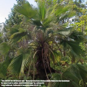 Guadalupe palm, Brahea Edulis